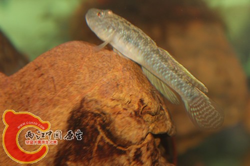 照片18 068_副本.jpg