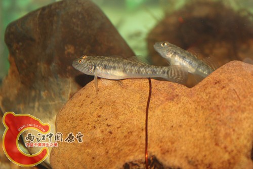 照片18 071_副本.jpg