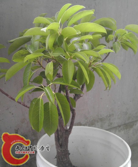 今天新挖的 不知道是什么植物