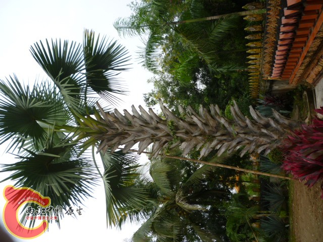 P1080985.JPG
