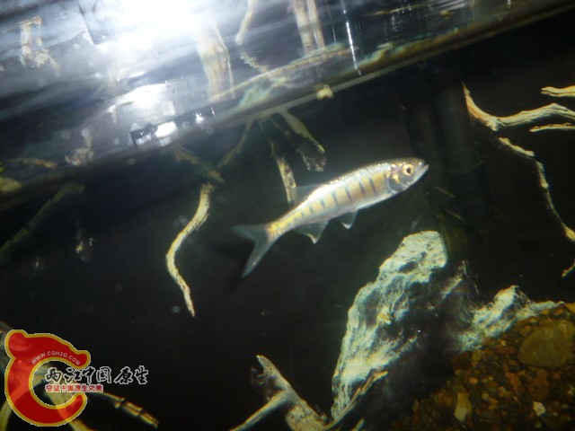 P1090157.JPG