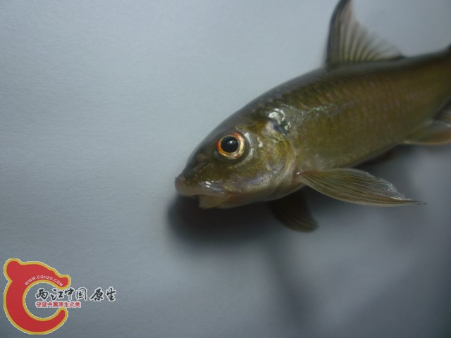 P1090220.JPG