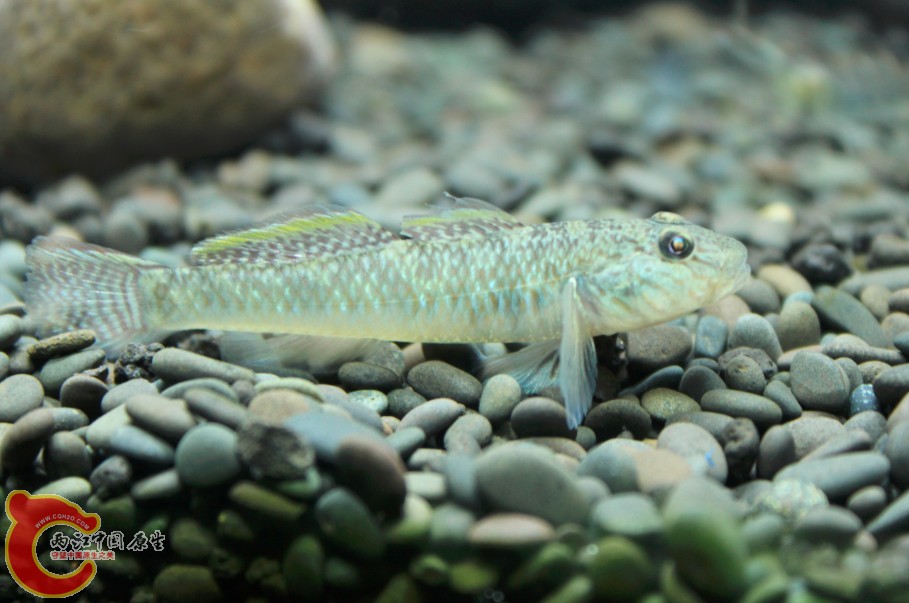 新来的 跟缸霸不同种群的 背鳍更长.jpg