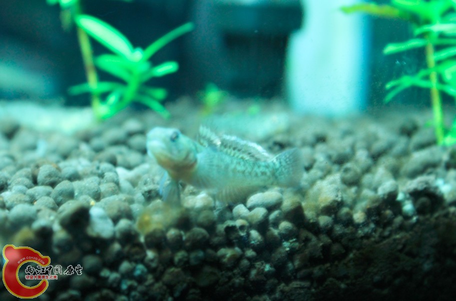 淘的粘皮 会跃出水面吃我手里的小肉.jpg