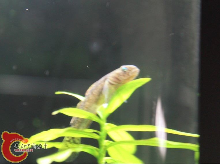 是公是母 傻傻分不清楚.jpg