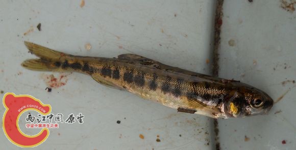 DSCN4591.jpg