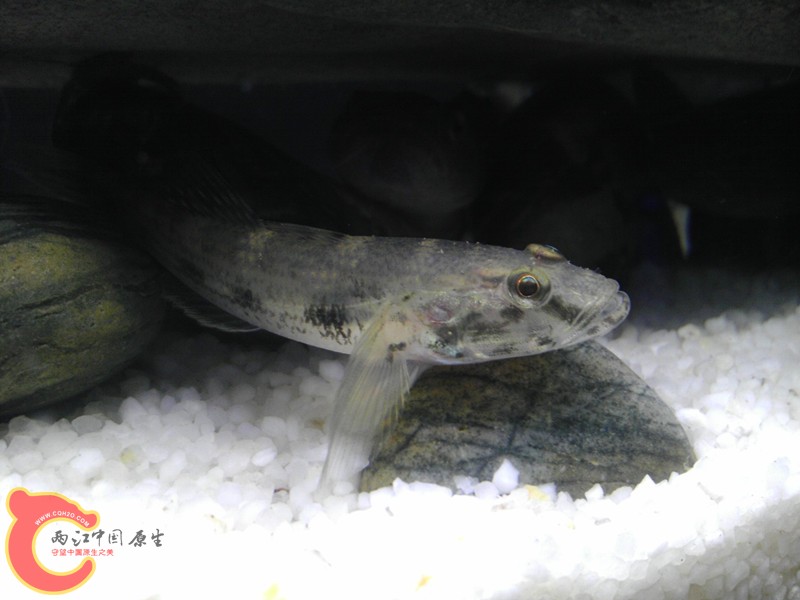 这个是什么吓唬呢