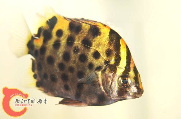 金鼓3.jpg
