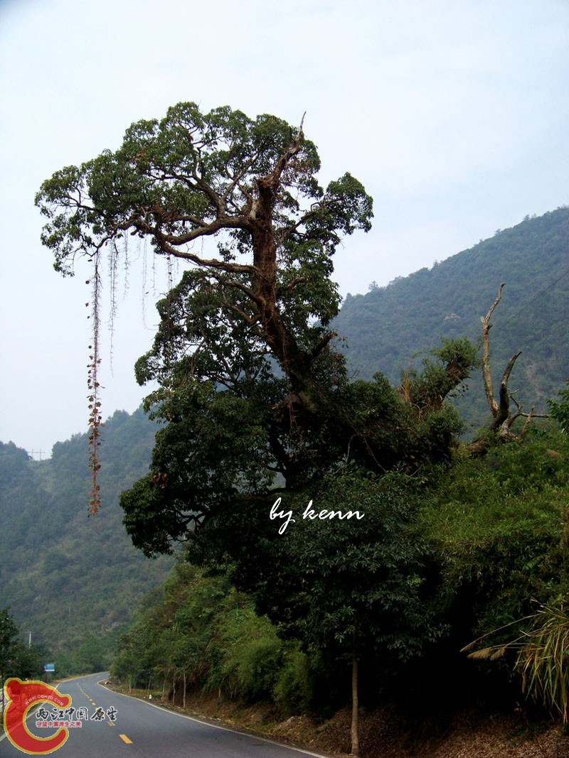 100_7737 copy.jpg