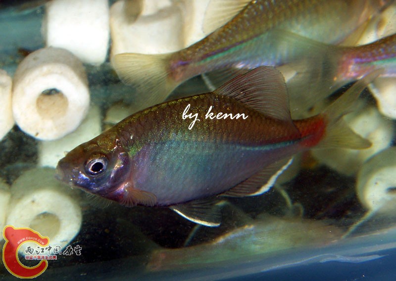 100_7833 copy.jpg