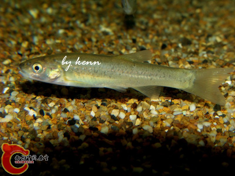 100_7845 copy.jpg