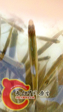 身体狭长，乍一看和麦穗很像，中间部位颜色较深，两侧呈半透明状。