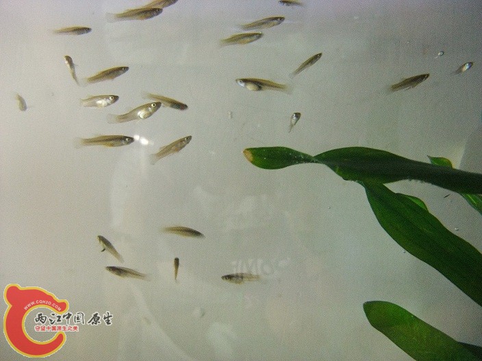 DSCF7219.JPG