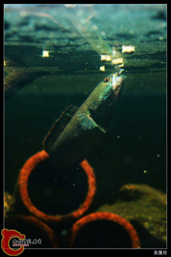 002a_nEO_IMG.jpg