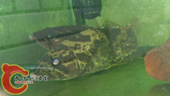 DSC_0721_副本.jpg