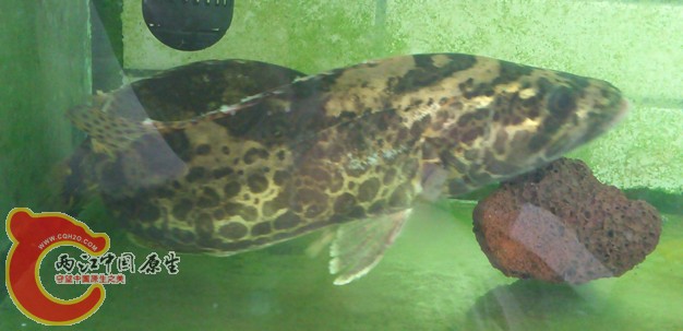 DSC_0724_副本.jpg