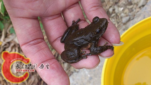 石鸡
