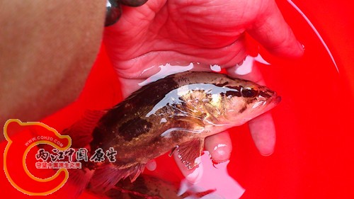 一个鳜鱼