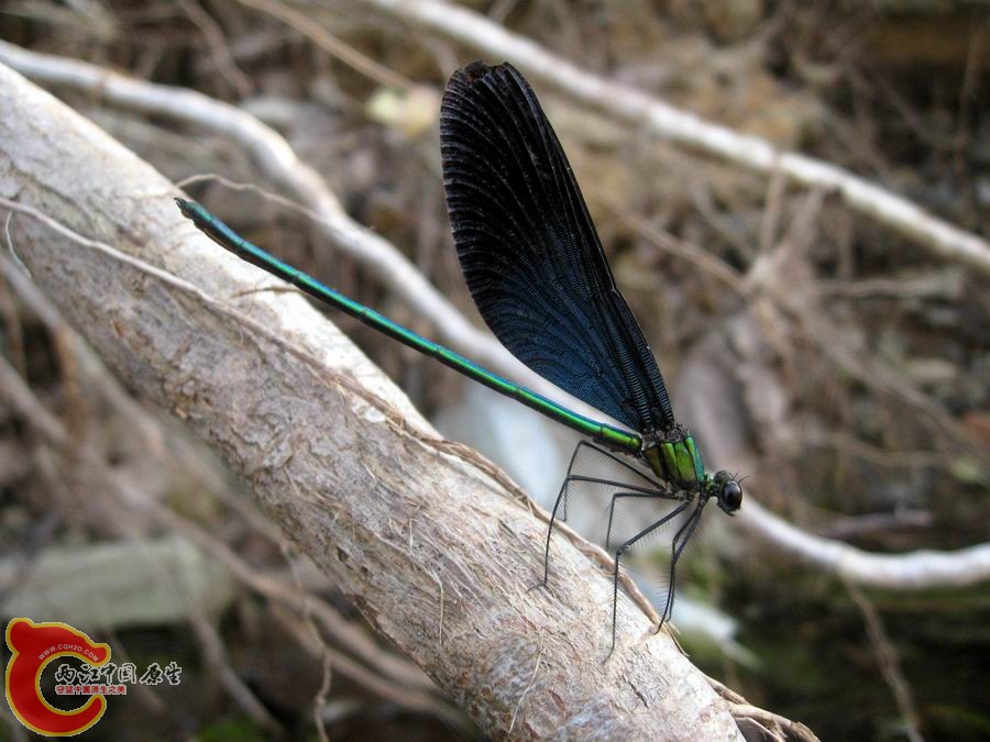 照片 1320.jpg