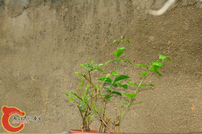 茉莉花 (1).jpg