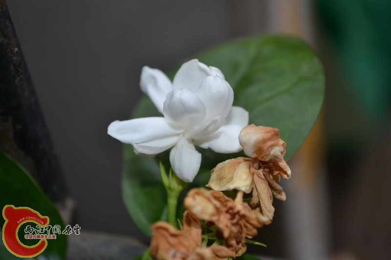 茉莉花 (2).jpg
