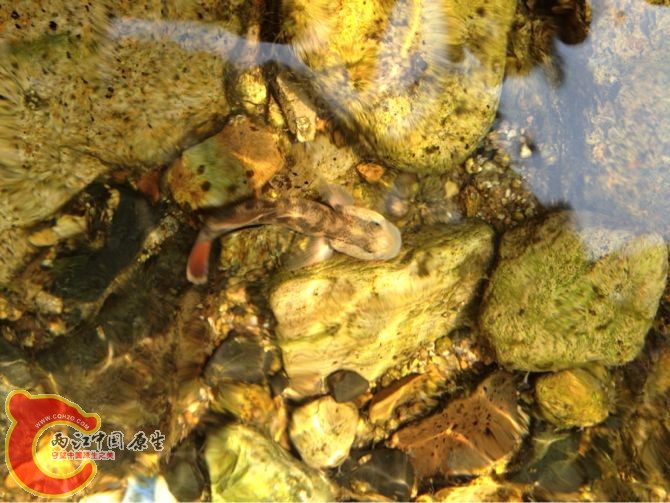 溪流虾虎
