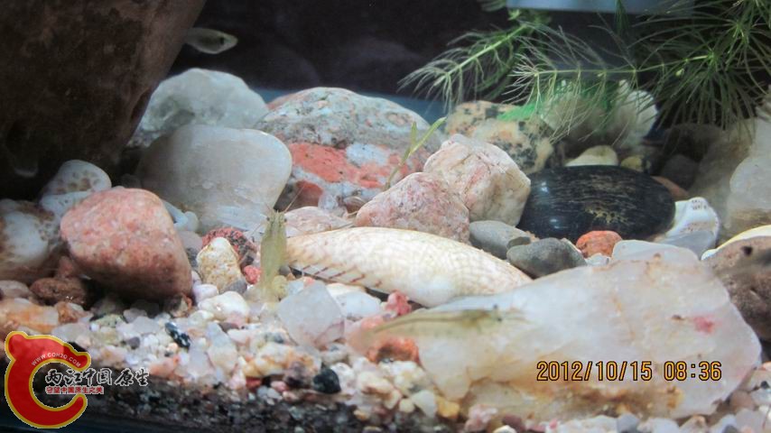 调整大小 111.jpg