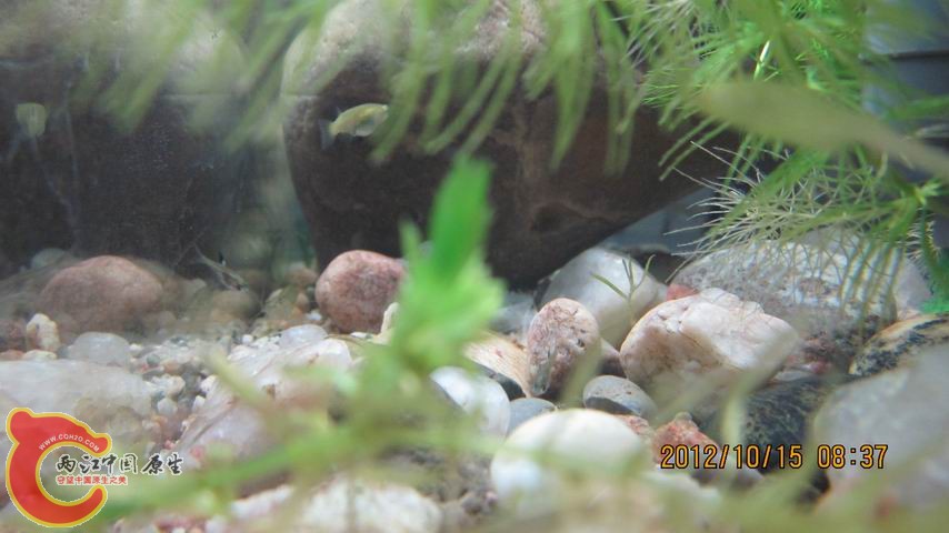 调整大小 丛林掩映.jpg