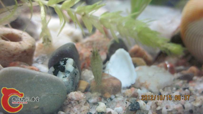 调整大小 大定.jpg