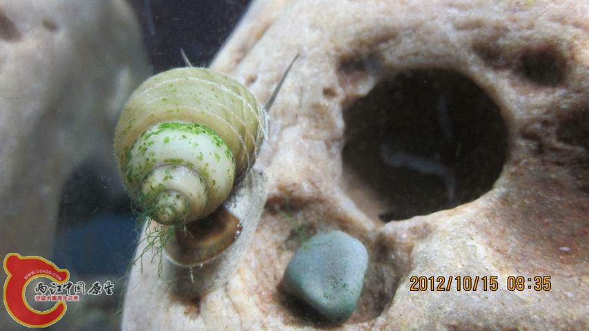 调整大小 带草的螺.jpg