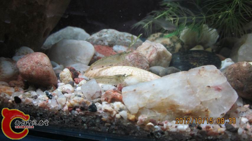 调整大小 二虾.jpg