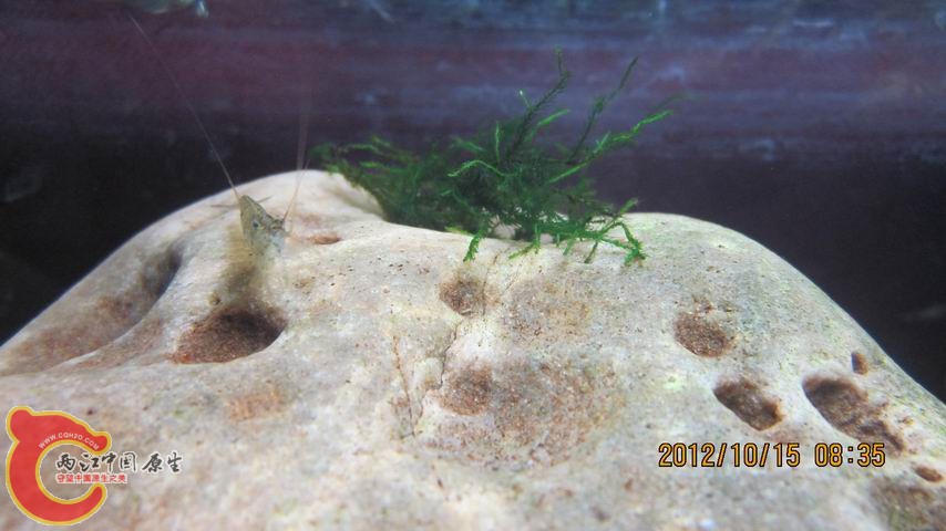 调整大小 刚开始爬的莫丝.jpg