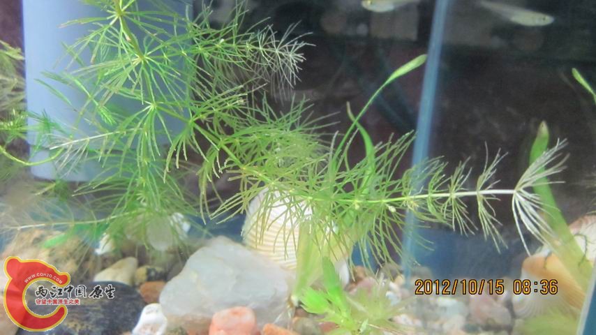 调整大小 金鱼草，懂草的朋友知道这是缺什么了吗？.jpg