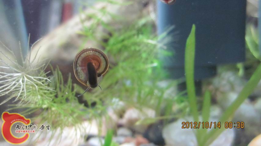 调整大小 类似苹果螺.jpg