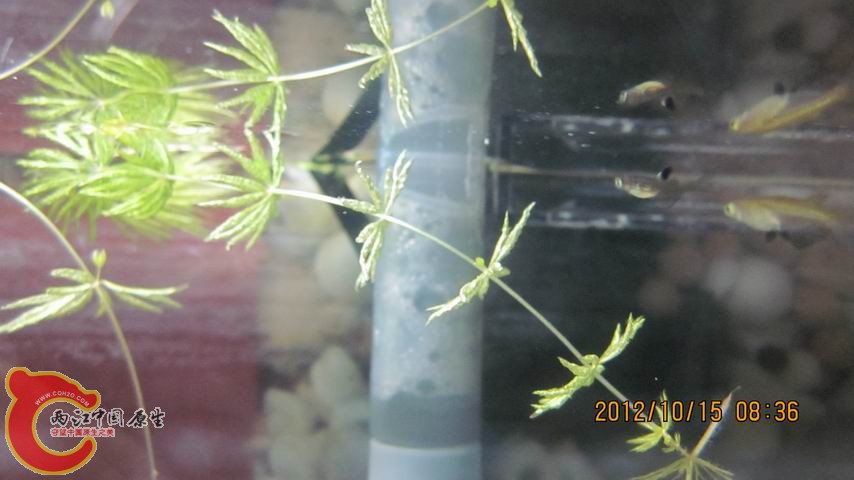 调整大小 鰟鮍已长到成年青鳉的一半.jpg