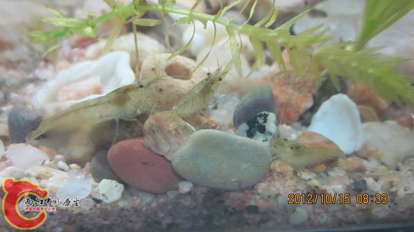 调整大小 群虾汇.jpg