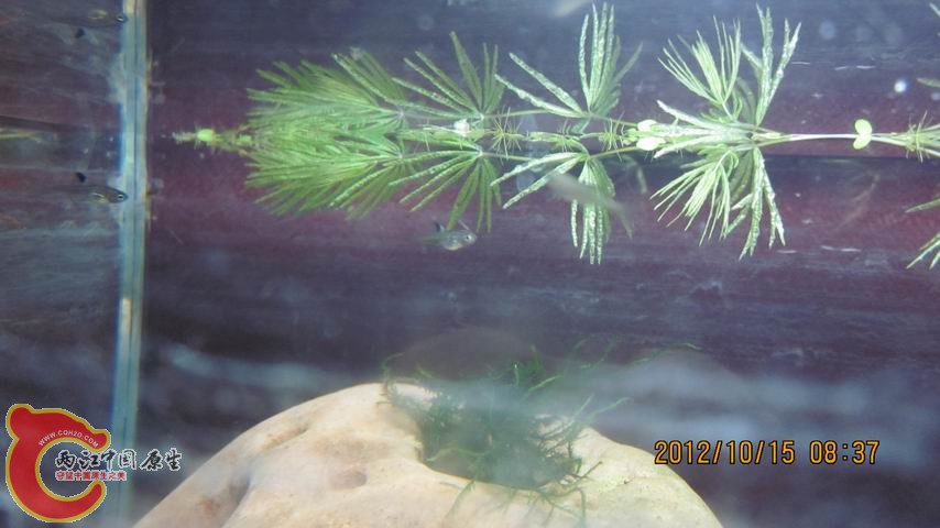 调整大小 三条鰟鮍.jpg