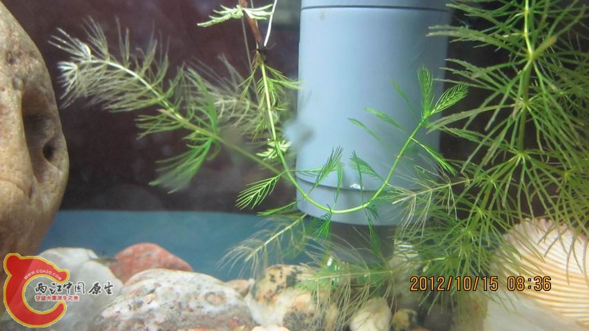 调整大小 森森过滤.jpg