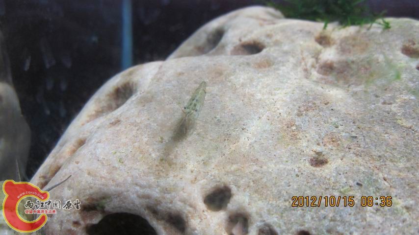 调整大小 虾子.jpg