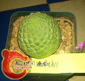 larryleachia marlothii.jpg