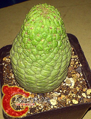 larryleachia perlata.jpg