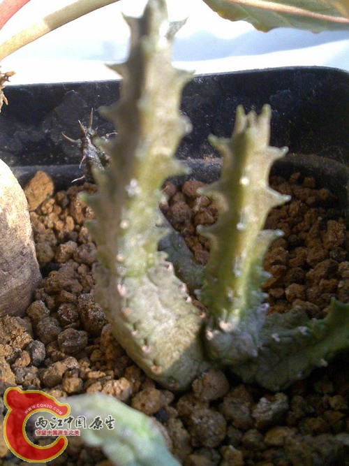 Pseudolithos mccoyi.jpg