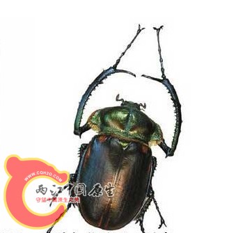 甲虫.jpg