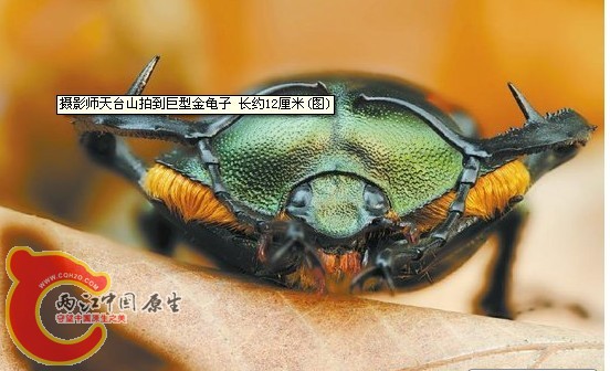 甲虫.1jpg.jpg