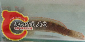 这个