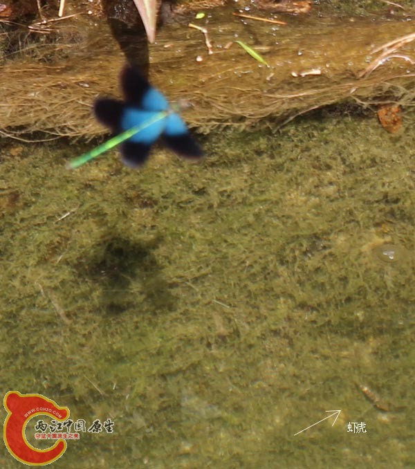 08IMG_1533虾虎_.jpg