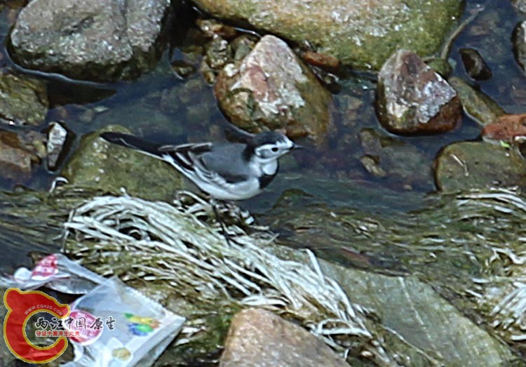 09IMG_1659白鹡鸰.JPG