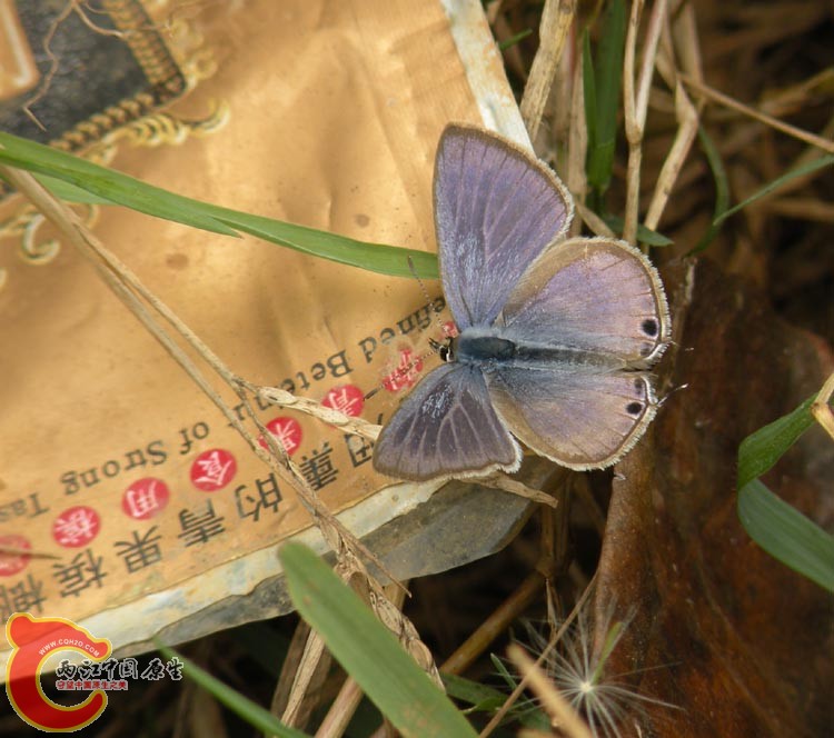 10DSCN1993兰灰蝶.JPG
