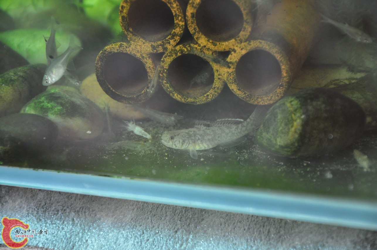 DSC_0129_缩小大小.JPG