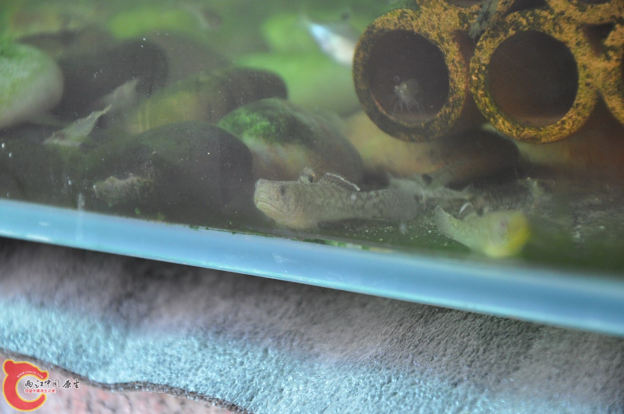 DSC_0057_缩小大小.JPG